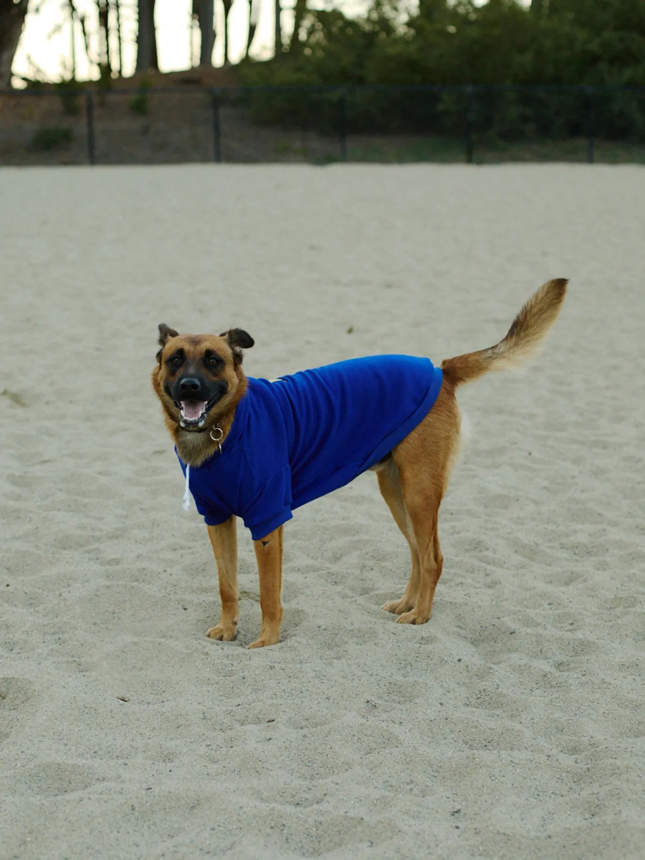 Blue Dog Hoodie w/Yellow/Blue Logo Patch