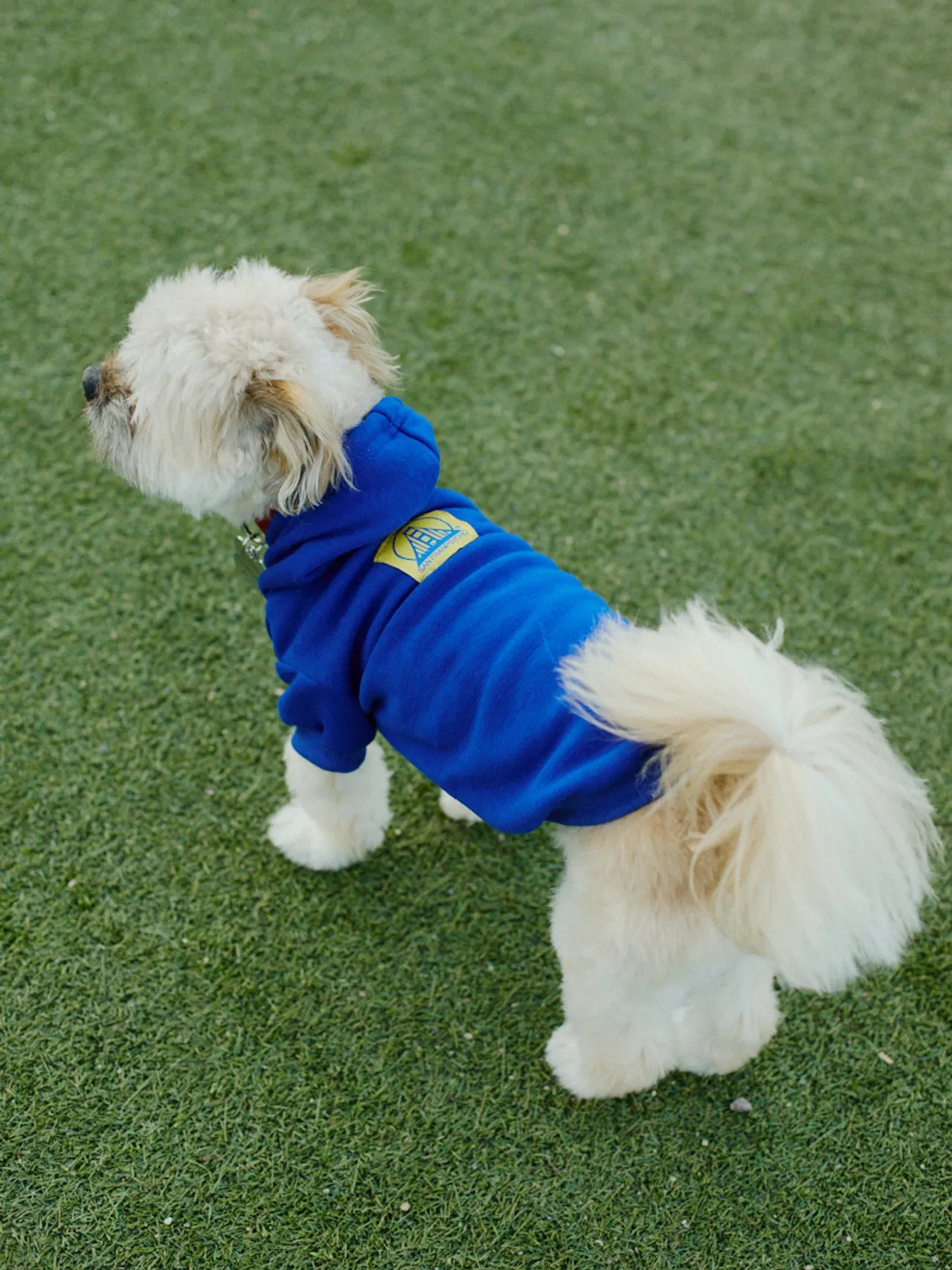 Blue Dog Hoodie w/Yellow/Blue Logo Patch